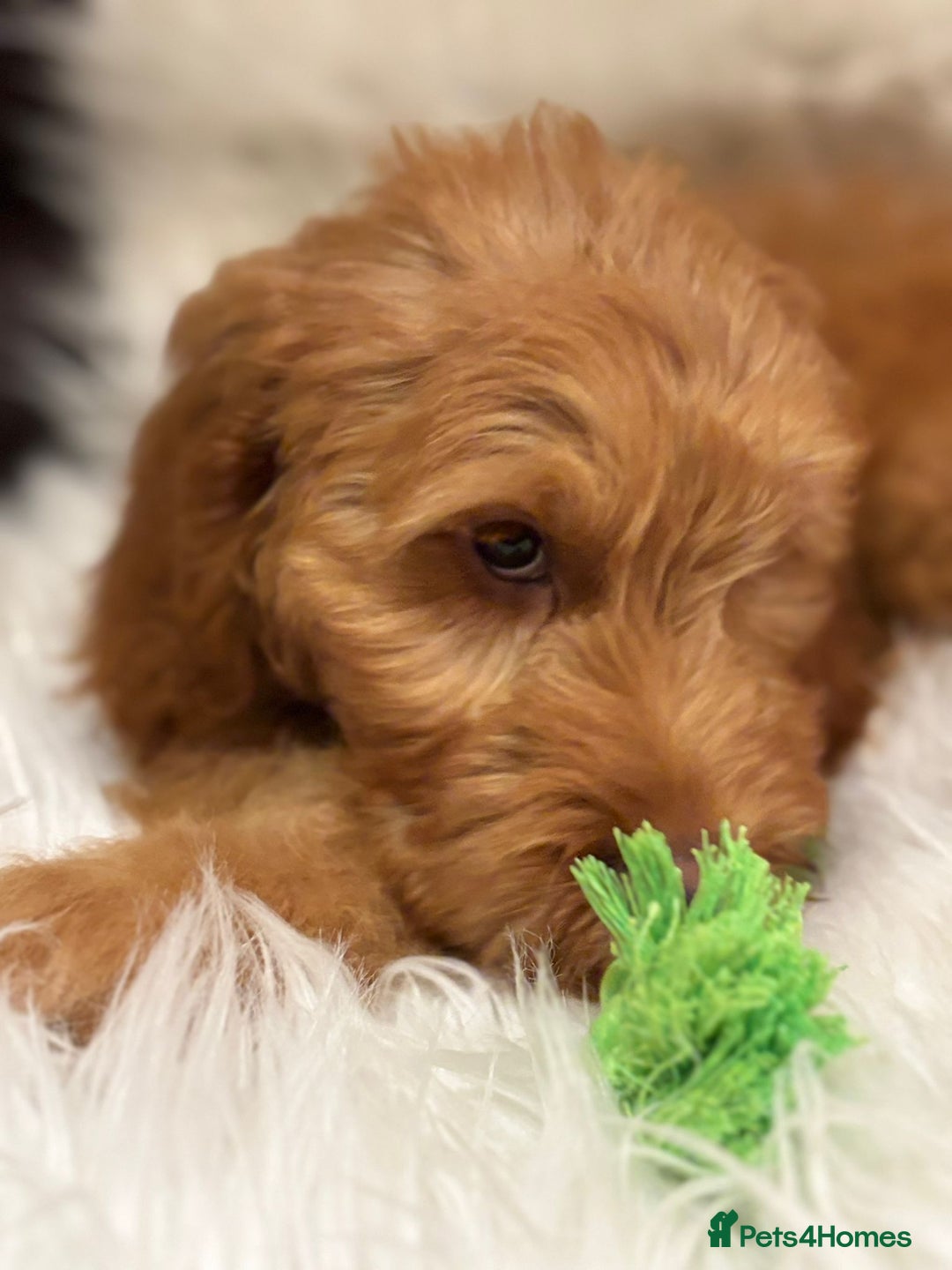 Goldendoodle dogs for sale: Ready Now deep red Golden Doodle F1 pups  - Advert 7