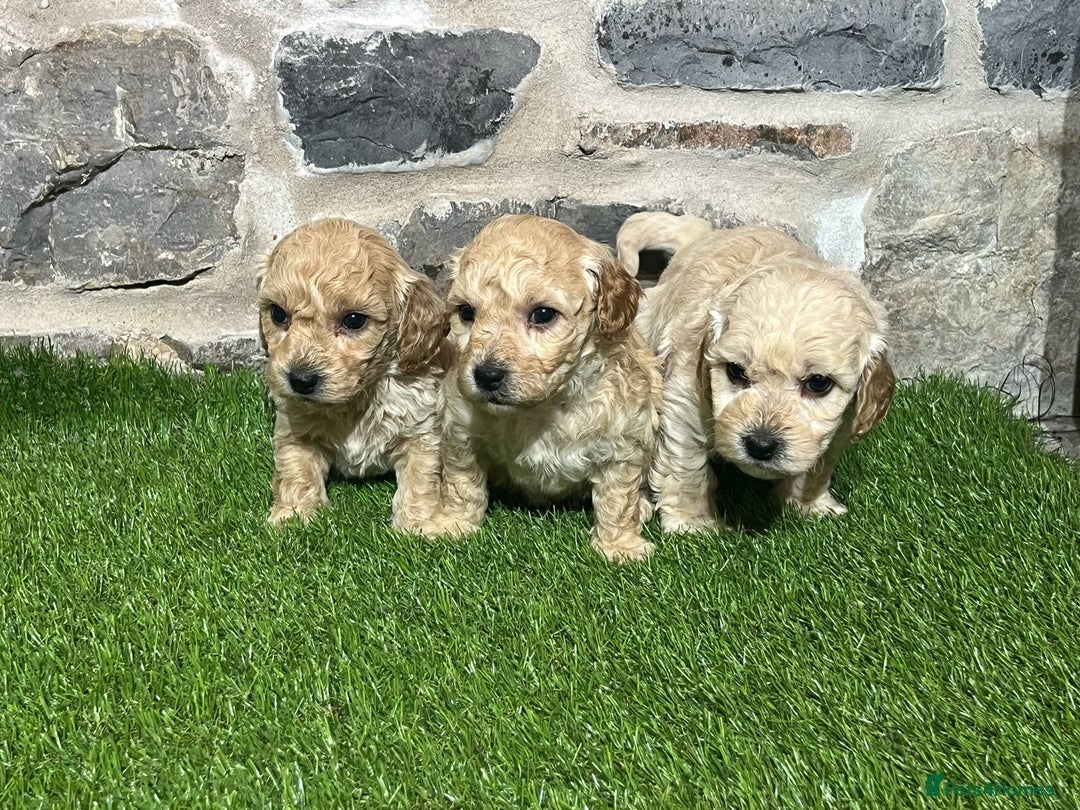 Poochon dogs for sale: Poochons Ready  **  Eve - Advert 8