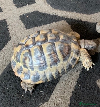 Hermann Tortoise reptiles Wanted loving home Male tortoise  - Advert 6