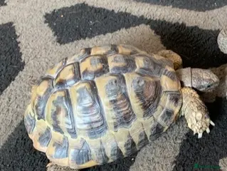 Hermann Tortoise reptiles Wanted loving home Male tortoise - Advert 6