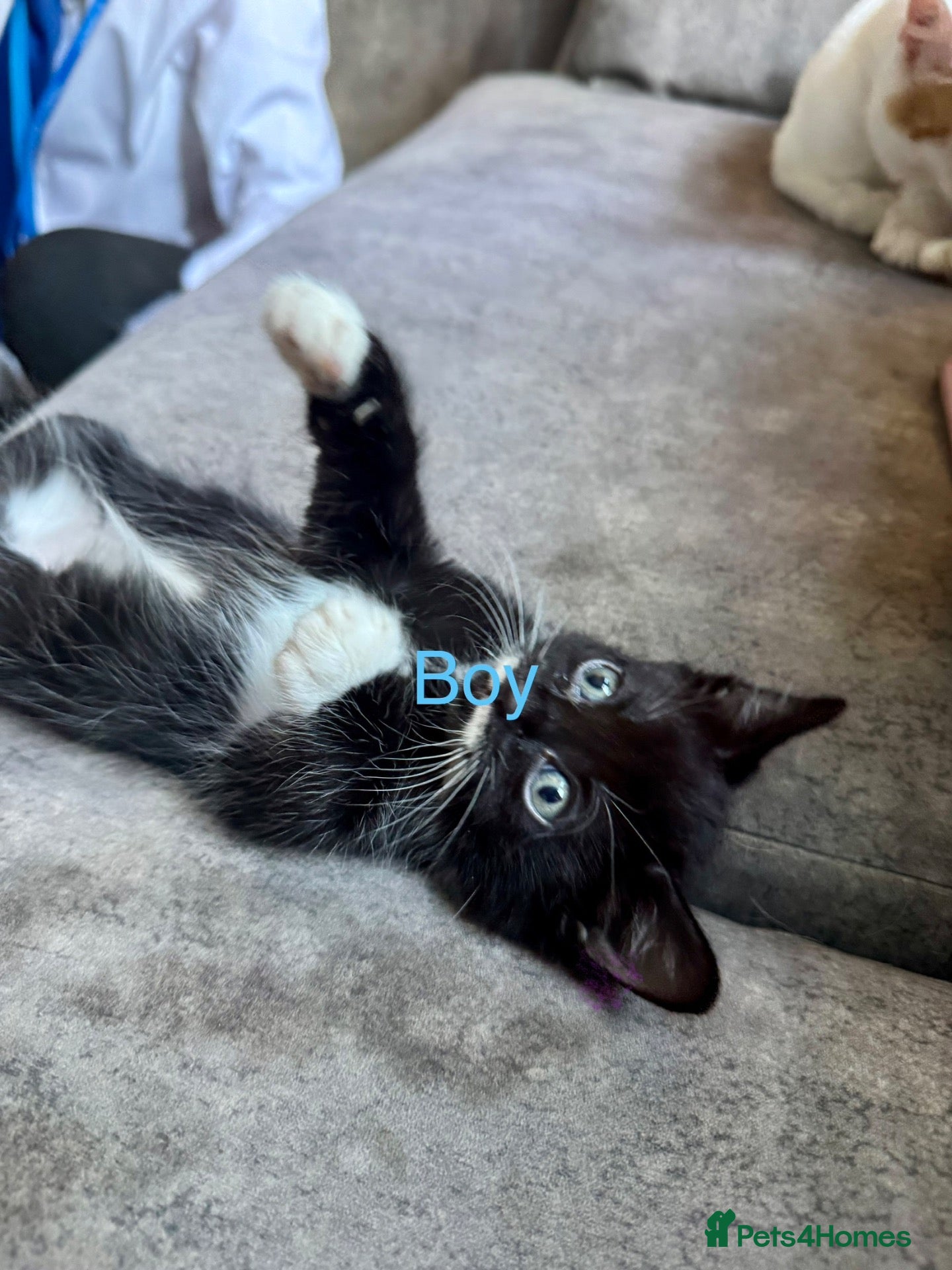 Mixed Breed cats Little black boy left - Advert 17