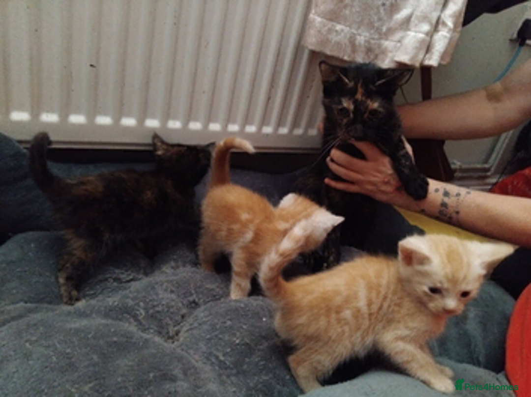 Mixed Breed cats for sale: 3 beautiful kittens for sale in Caerphilly - Advert 8
