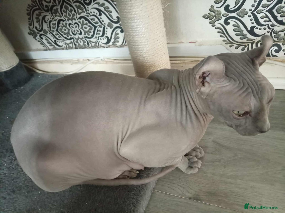 Sphynx cats for sale: Shynx Elf & Peterball kittens - Image 15