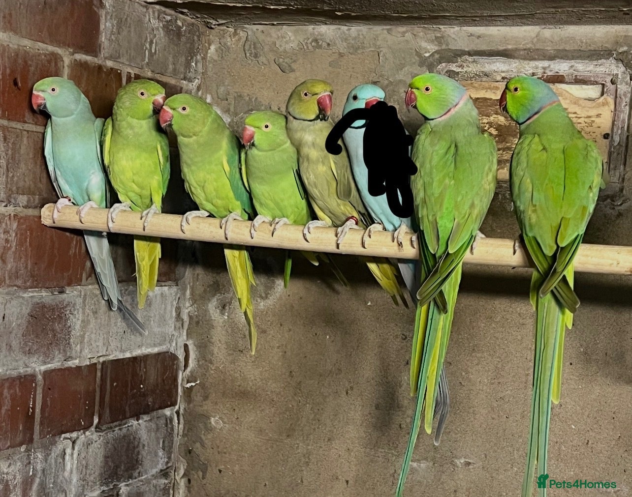 Mixed Breed birds Birds for sale *read description*  - Advert 1