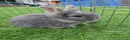 Angora rabbits for sale: Angora x lion head available from 29th Aug in Manchester - Advert 6