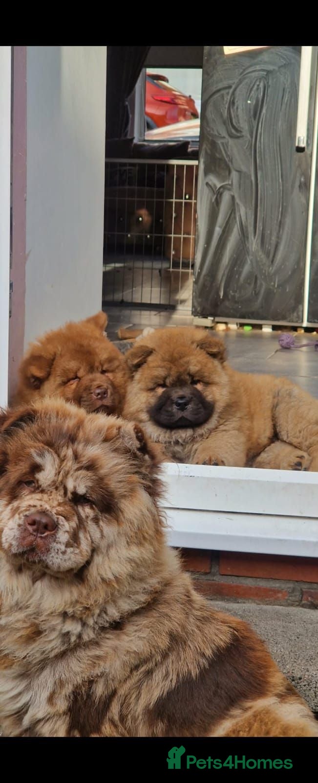 Chow Chow dogs Stunning chocolate chow  - Advert 1