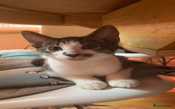 Mixed Breed cats for sale: Beautiful mixed kittens  - Image 7