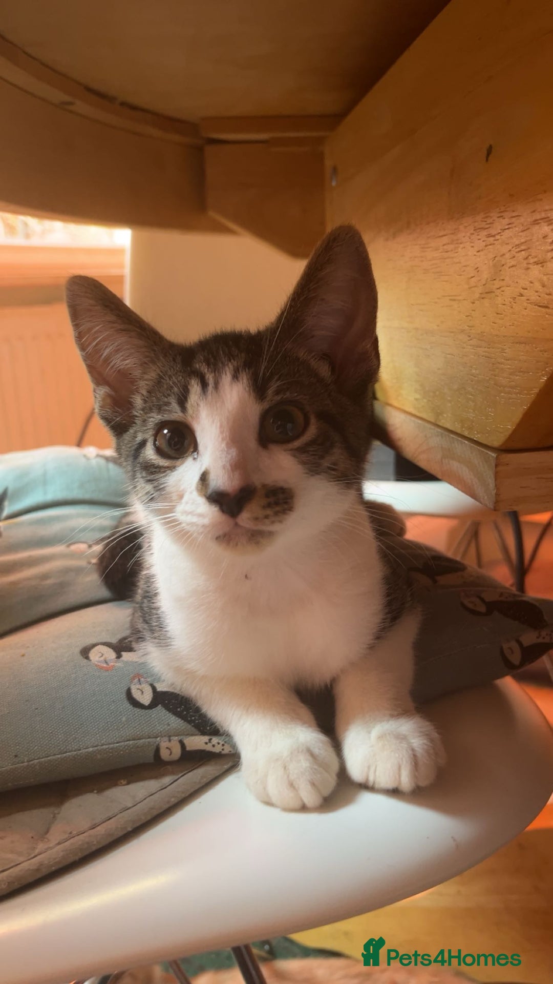 Mixed Breed cats for sale: Beautiful mixed kittens  - Image 7