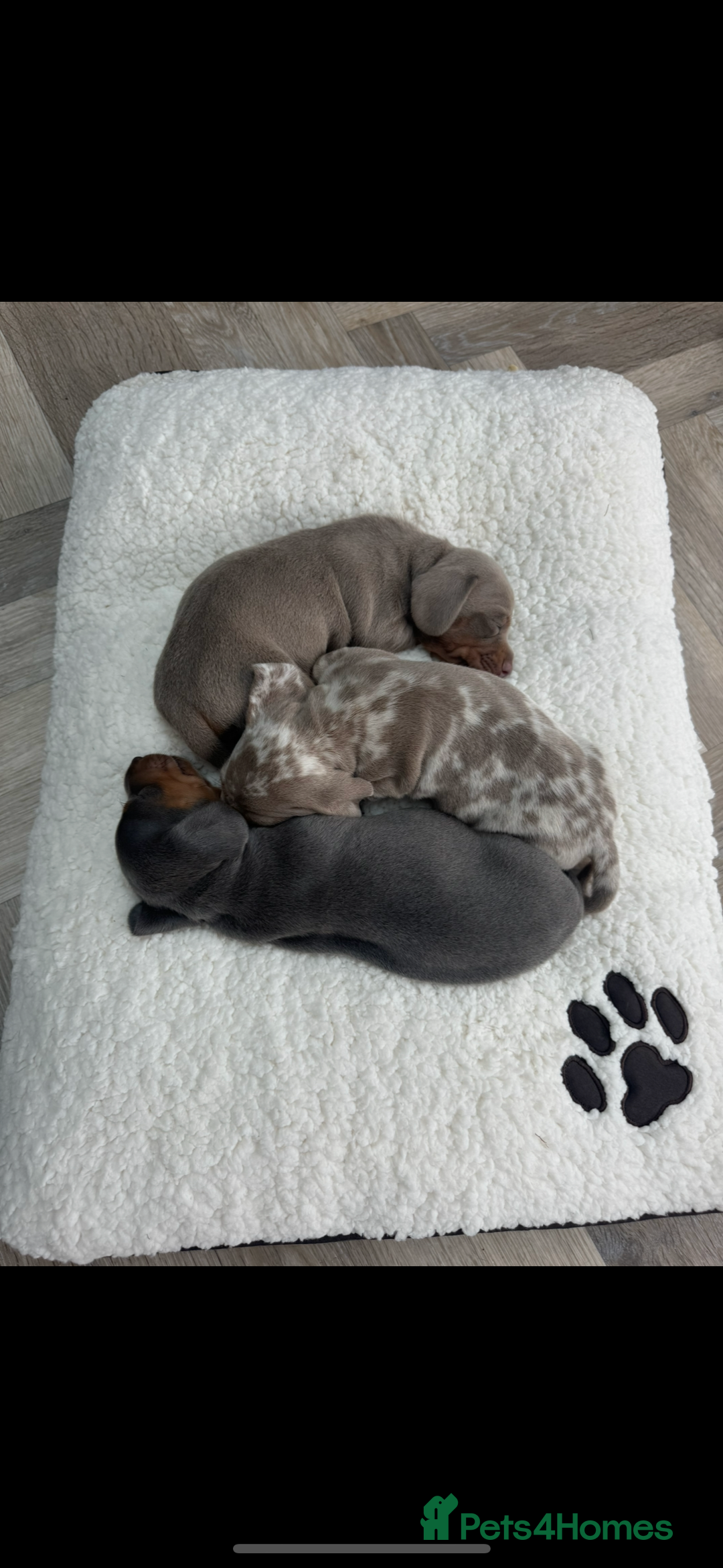 Miniature Dachshund dogs for sale: Stunning kc Miniature dachshund puppies🩷  - Image 9
