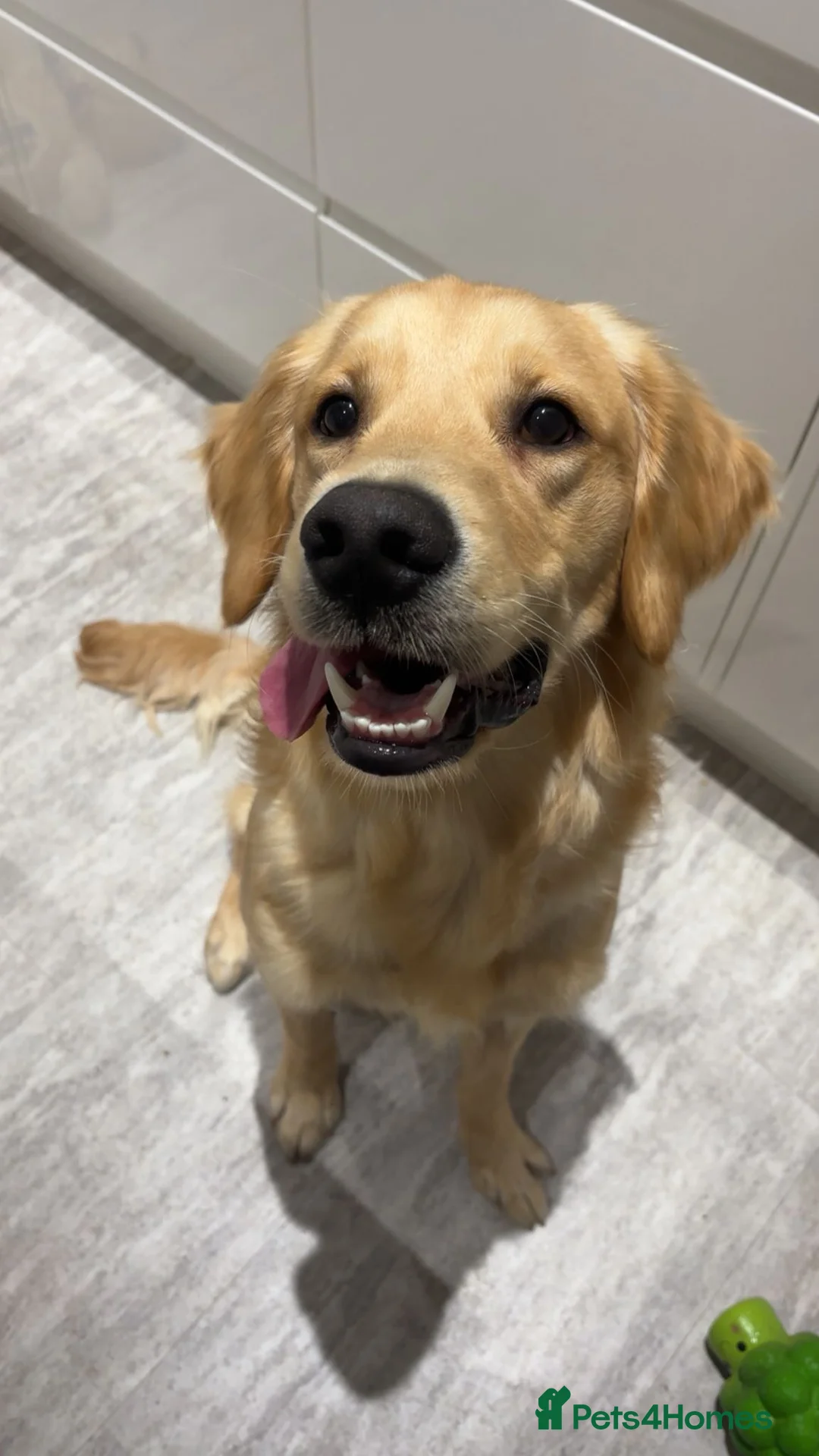 Golden Retriever dogs for sale: Beautiful KC Registered Golden Retriever  in Nottingham - Advert 1