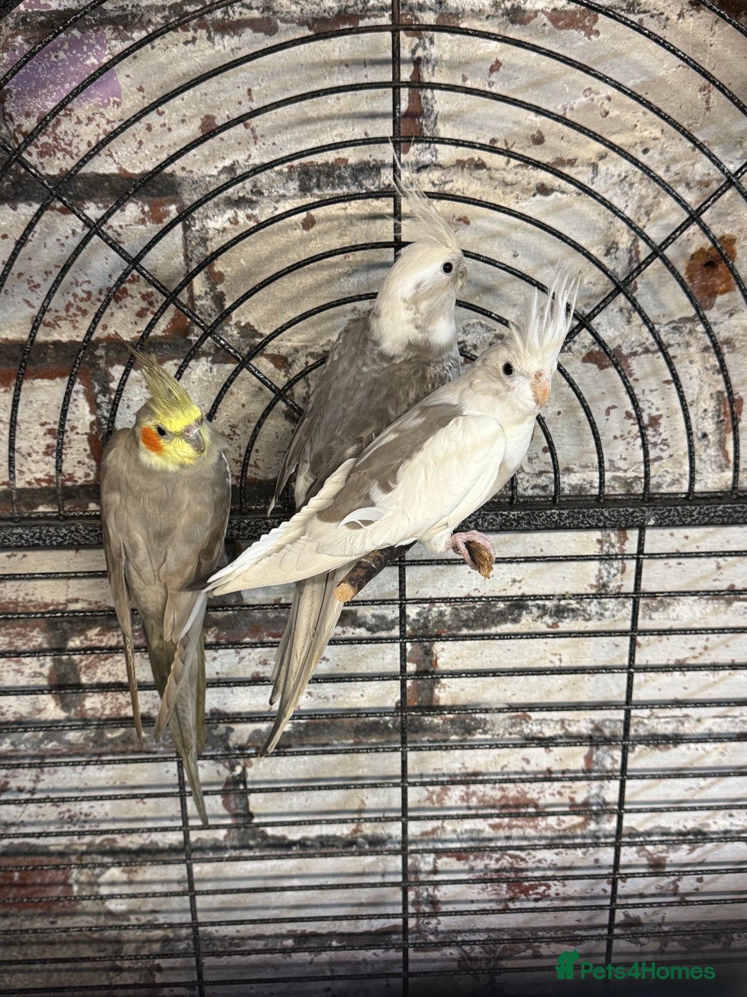 Cockatiels birds for sale: Cockatiels - whitefaced/cinnamon  - Advert 2