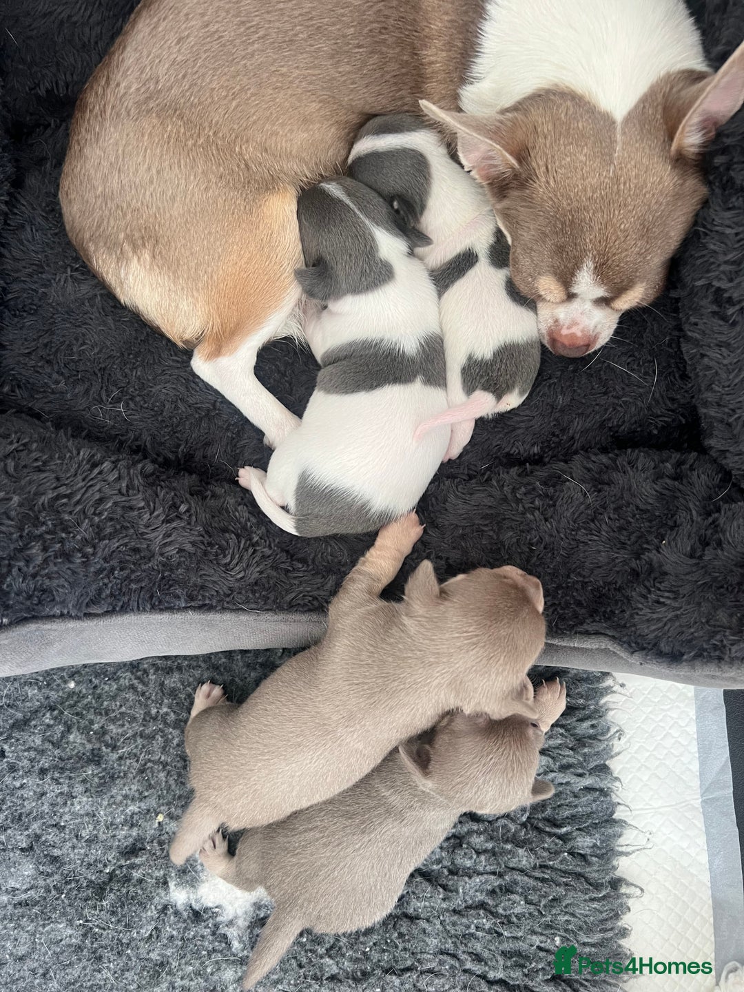 Chihuahua dogs for sale: 🐾gorgeous xs lilac & blue parti chihuahua pups🐾 - Image 7