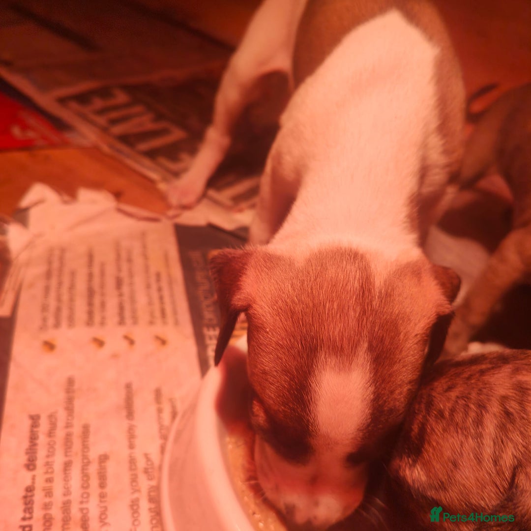 Whippet dogs for sale: Whippet pups  - Image 2
