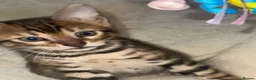 Bengal cats for sale: Bengal kittens - Advert 3