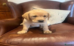 Labrador Retriever dogs for sale: Fox Red/Golden Labrador Puppies  - Image 12