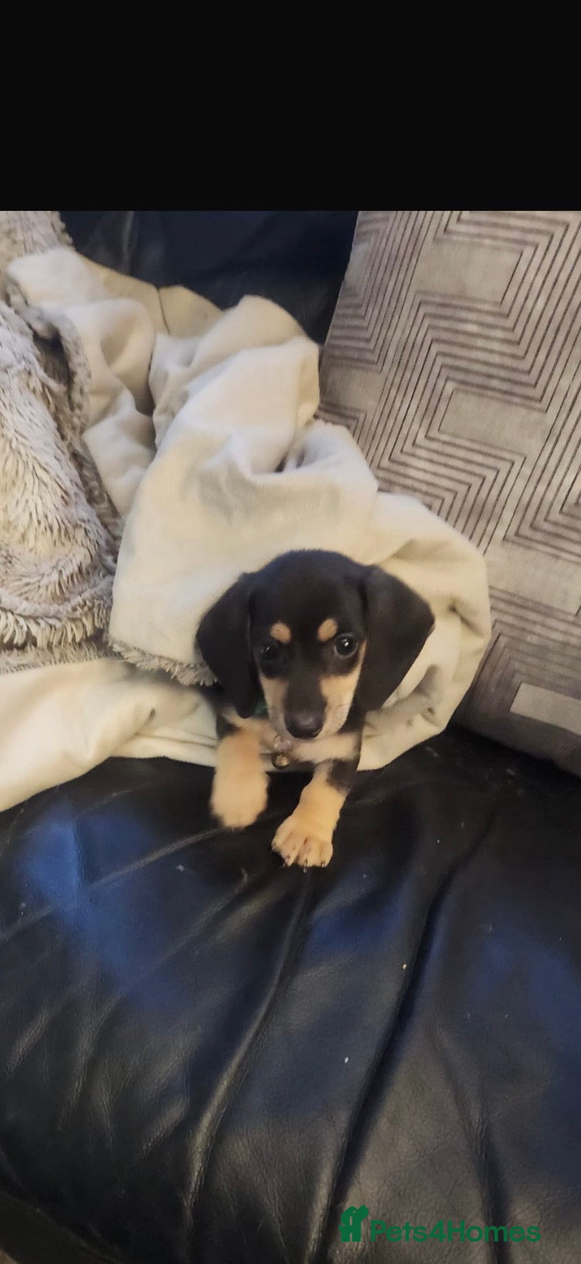 Miniature Dachshund dogs 10 week old boy miniature dachshund - Advert 16