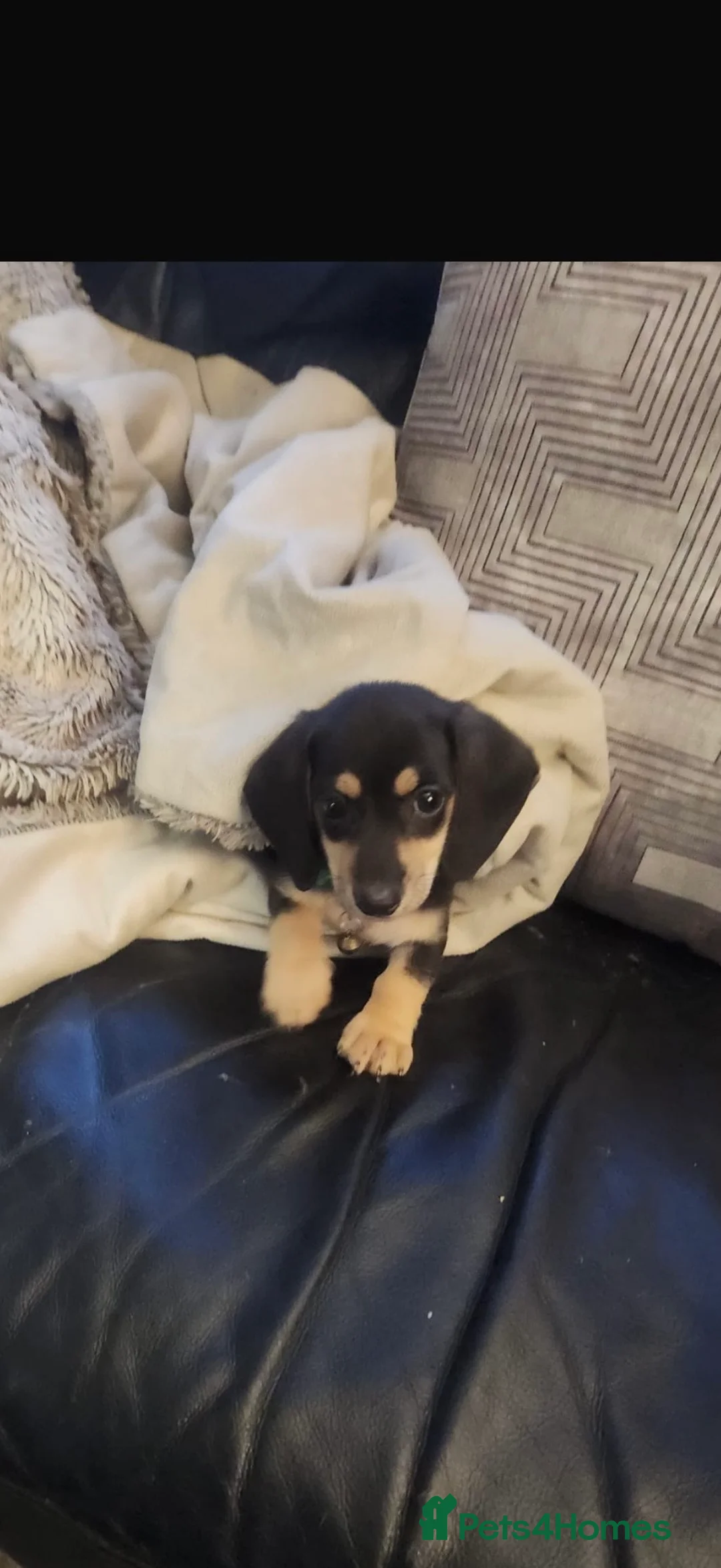 Miniature Dachshund dogs for sale: 10 week old boy miniature dachshund - Advert 1