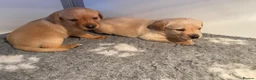 Labrador Retriever dogs for sale: KC REG Yellow/fox red and Black Labrador puppies  - Advert 17