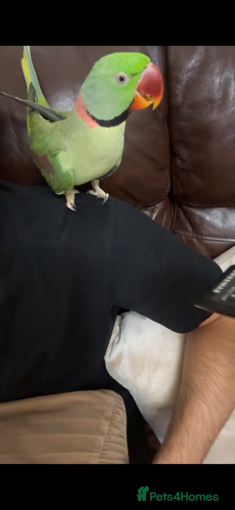 Parrots birds Tamed male alexandrine parrot - Advert 5