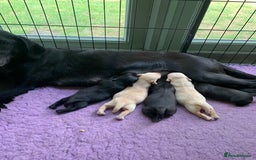 Labrador Retriever dogs for sale: Beautiful Quality Pedigree Labrador Puppies - Image 6