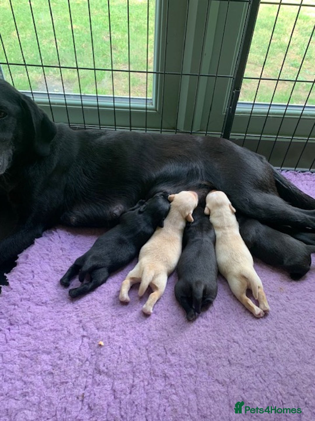 Labrador Retriever dogs for sale: Beautiful Quality Pedigree Labrador Puppies - Image 6