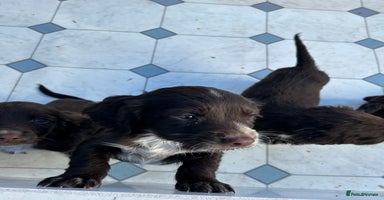 Cocker Spaniel dogs - Advert 8