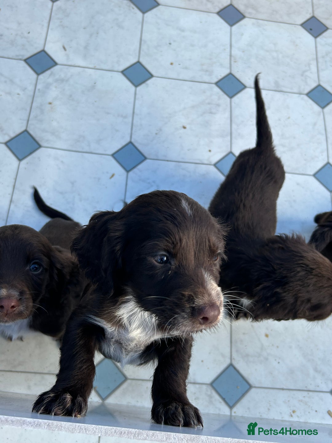 Cocker Spaniel dogs for sale: Cocker spaniel puppy’s  - Image 3