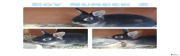 Netherland Dwarf rabbits for sale: Netherland Dwarf Rabbits - Advert 2