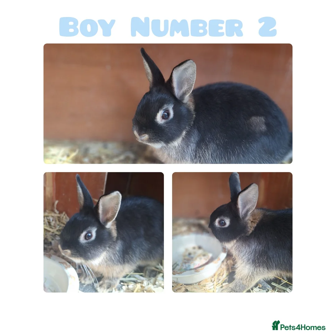 Netherland Dwarf rabbits for sale: Netherland Dwarf Rabbits - Advert 2