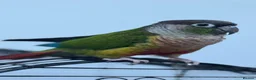 Conures birds for sale: yellow sided green checked conure - Advert 1