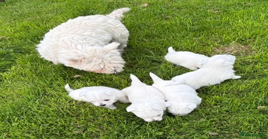 West Highland Terrier dogs - Advert 8