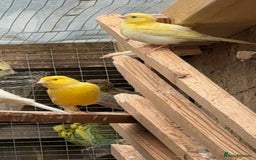Mixed Breed birds for sale: Cute Birds - Image 9