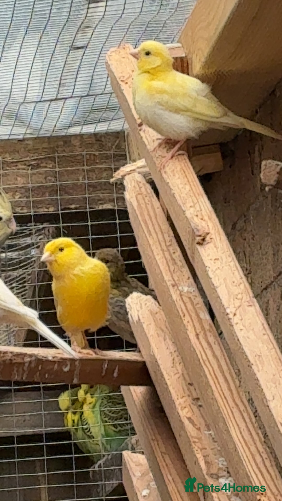 Mixed Breed birds for sale: Cute Birds - Image 9