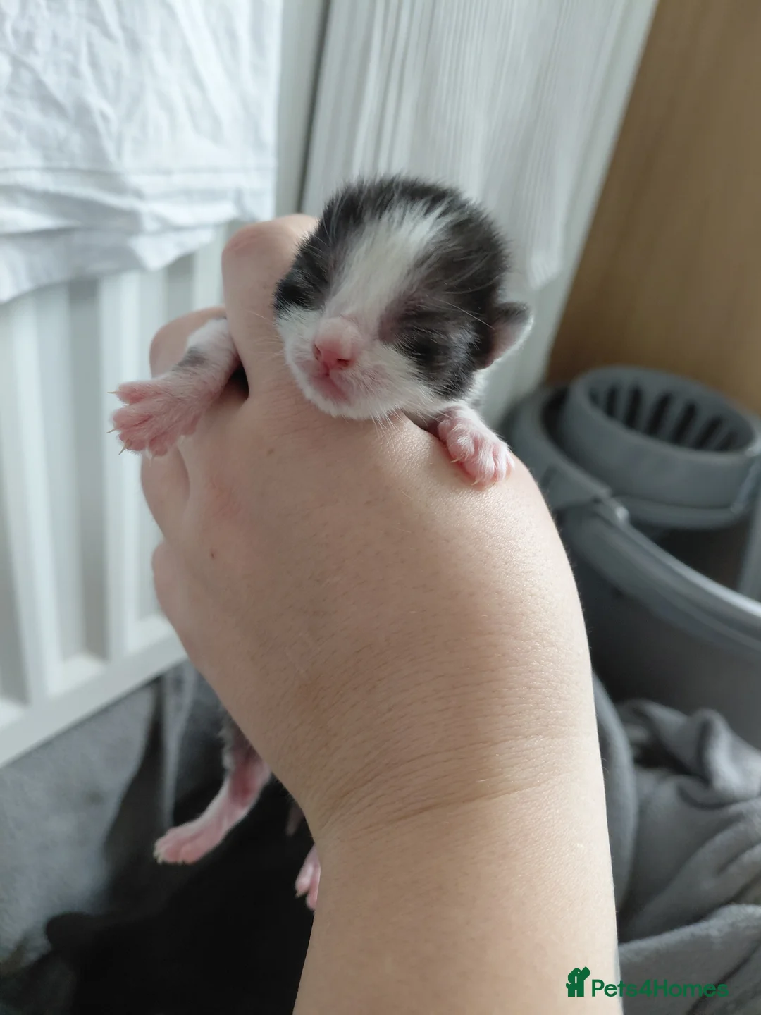 Mixed Breed cats for sale: Kittens in Blyth - Advert 2