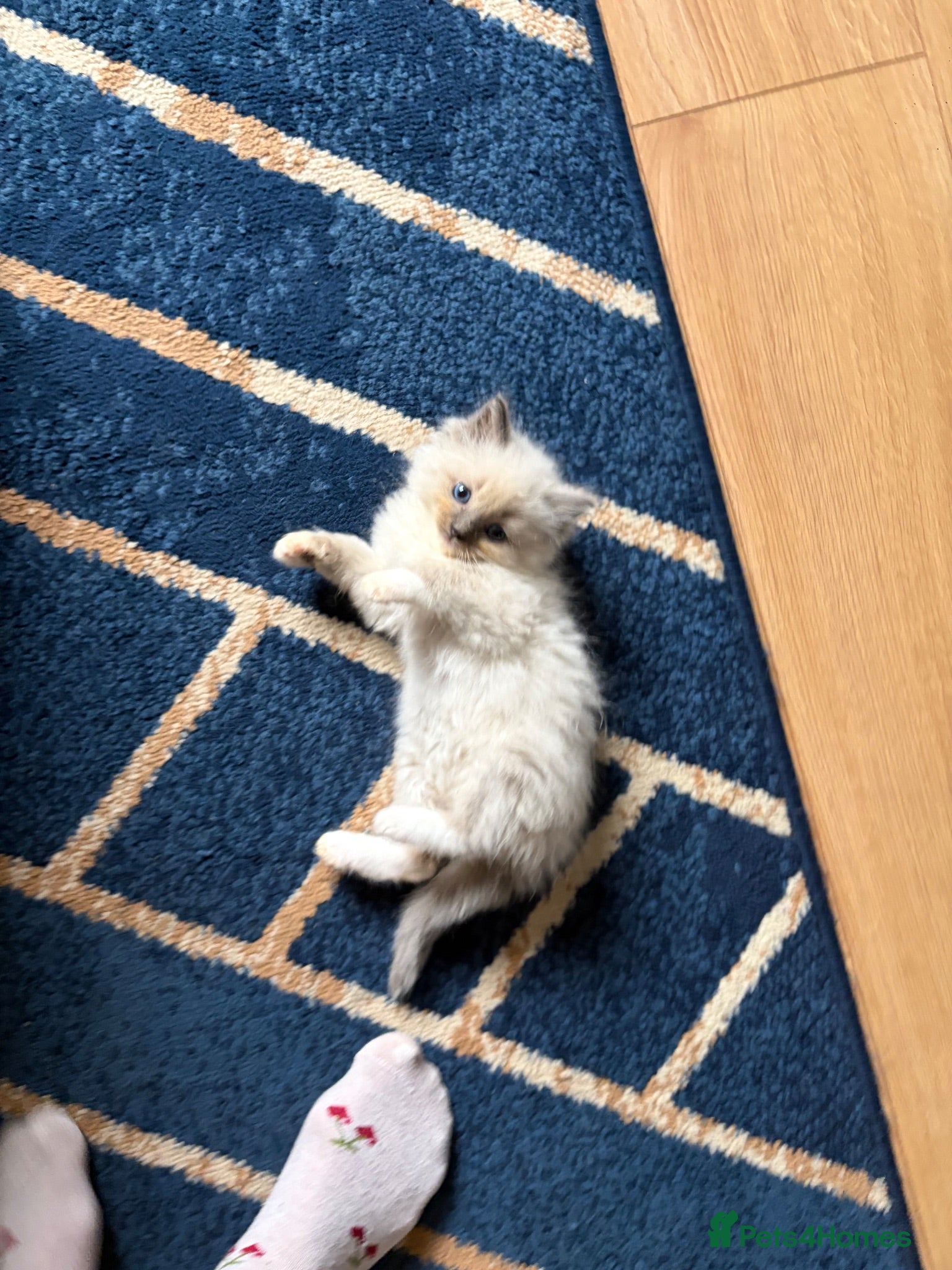 Ragdoll cats Amazing Pure ragdolls  - Advert 2