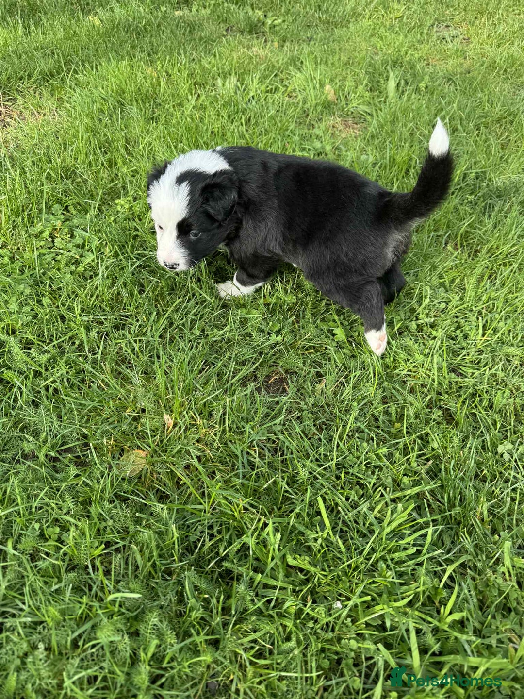 Border Collie dogs for sale: Beautiful litter of 8 border collies puppies - Advert 14