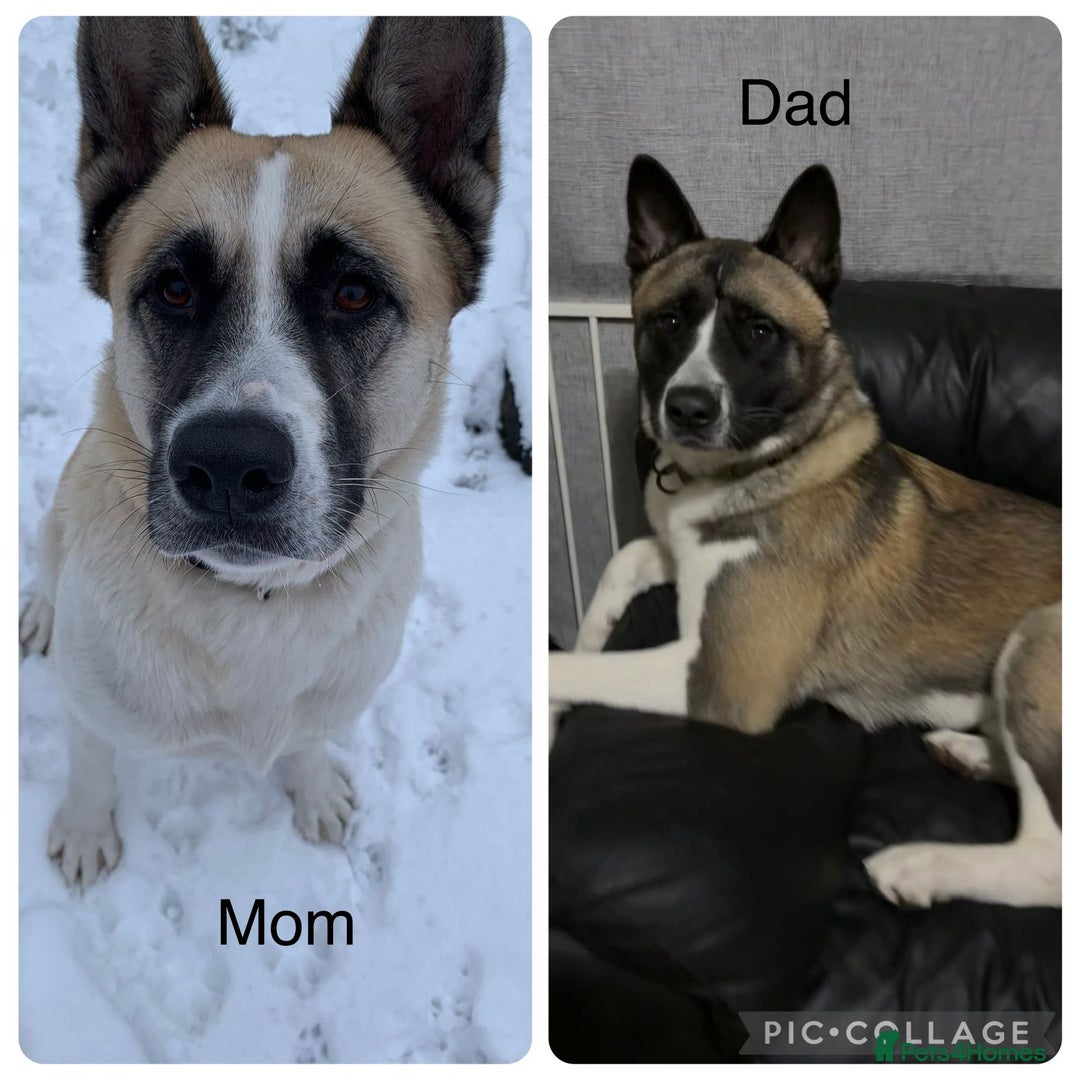 Akita dogs for sale: American akitas - Image 2