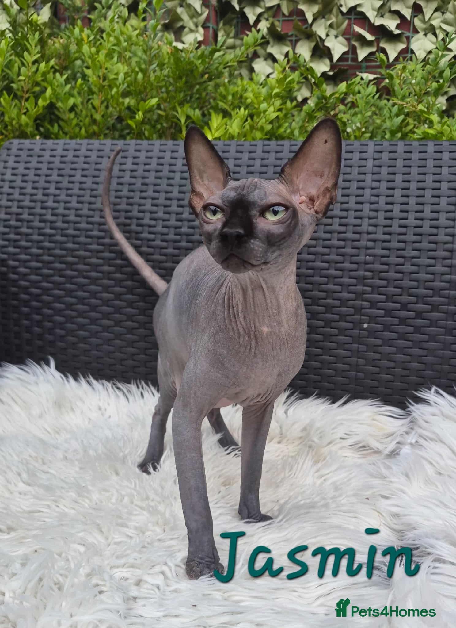 Sphynx cats Sphynx /Elf kittens Ready Now - Advert 1