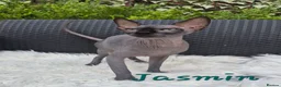 Sphynx cats for sale: Sphynx /Elf kittens Ready Now - Advert 1