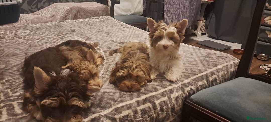 Yorkshire Terrier dogs for sale: Yorkshire Terrier – Merle / Chocolate puppies**    - Advert 7
