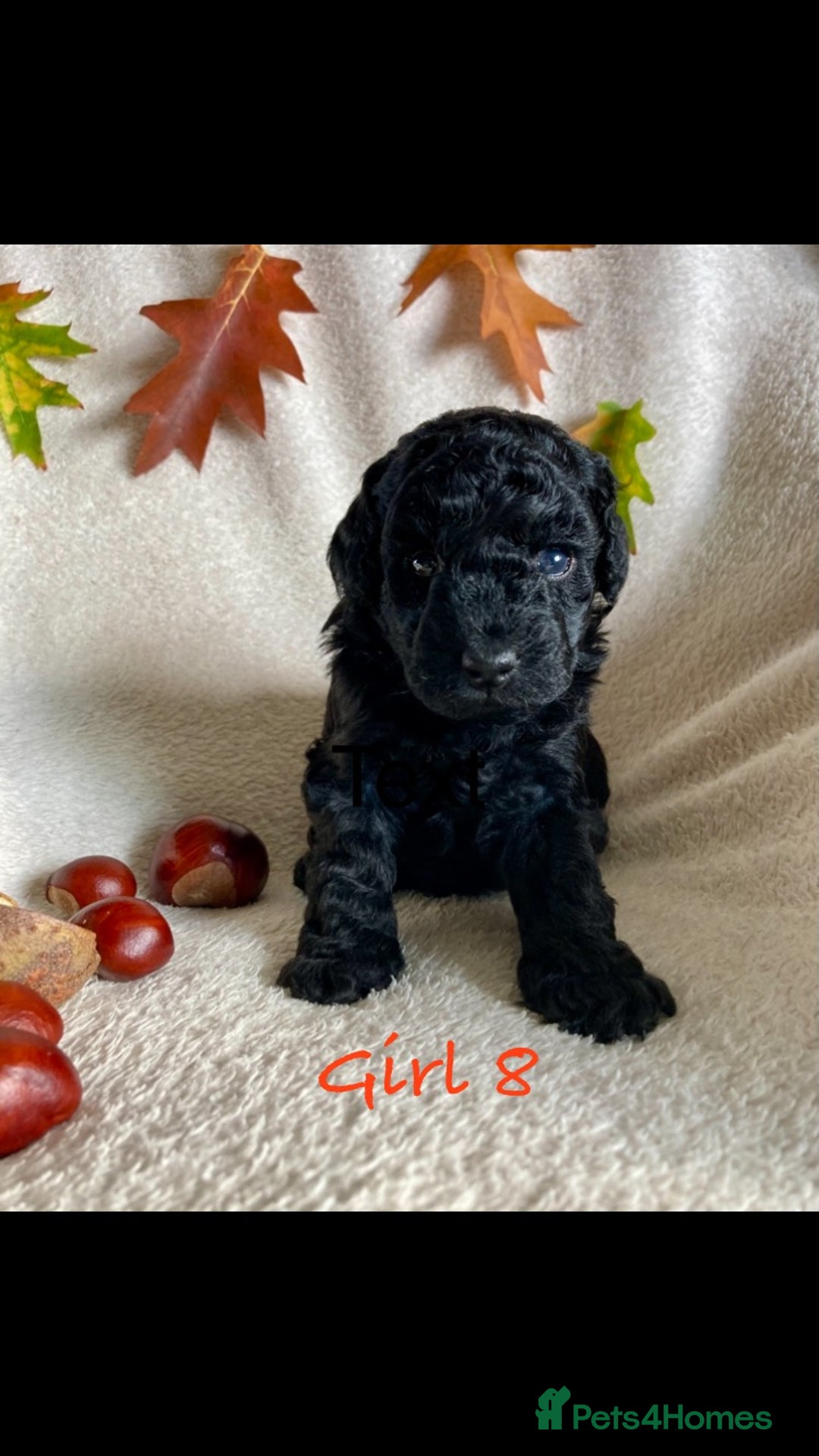 Cockapoo dogs for sale: Meet your new best friend!! - Image 10