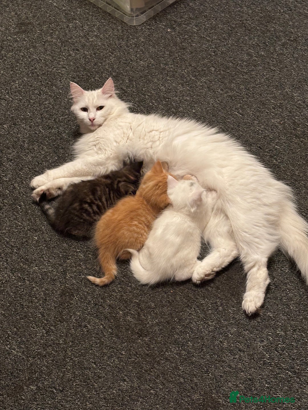 Norwegian Forest Cat cats for sale: Norwegian Forest Cat Kittens  - Advert 8