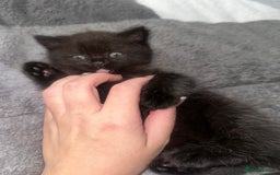 British Shorthair cats for sale: Black bsh kitten  - Image 4