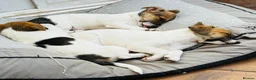Jack Russell dogs for sale: Jack Russell Terrier puppies – ready for new homes - Advert 13
