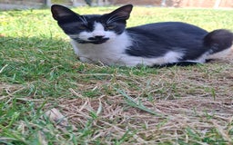 British Shorthair cats for sale: White amd black male cat - Advert 2