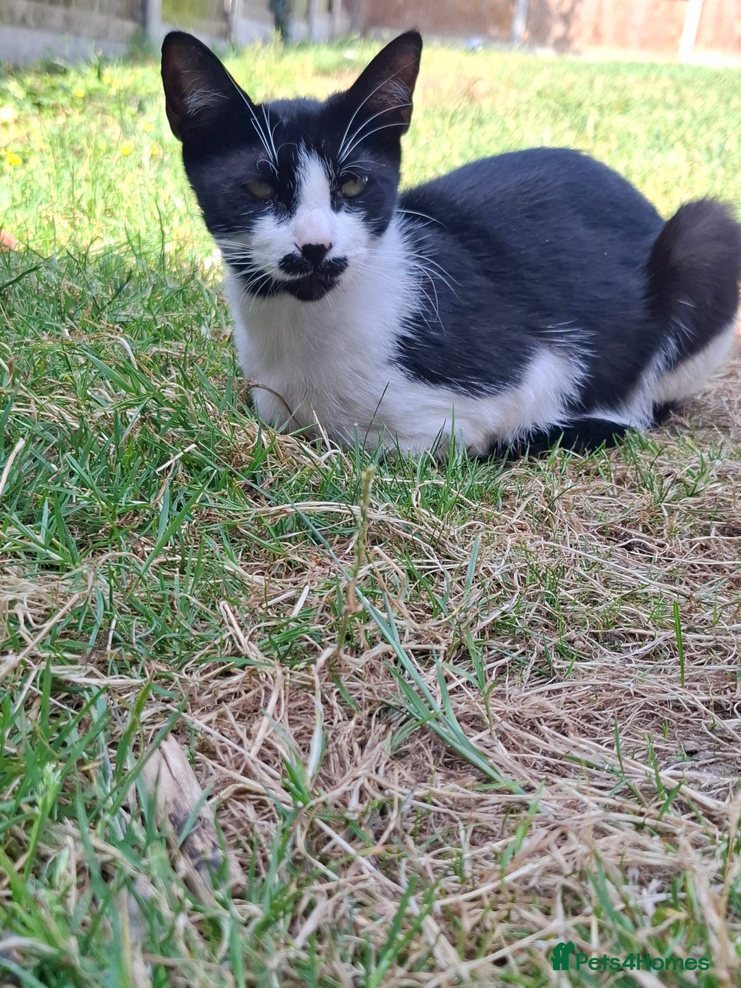 British Shorthair cats for sale: White amd black male cat - Advert 2