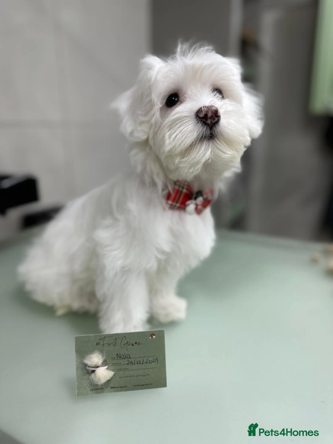 Bichon Frise dogs for sale: Beautiful bichon puppies  - Advert 1