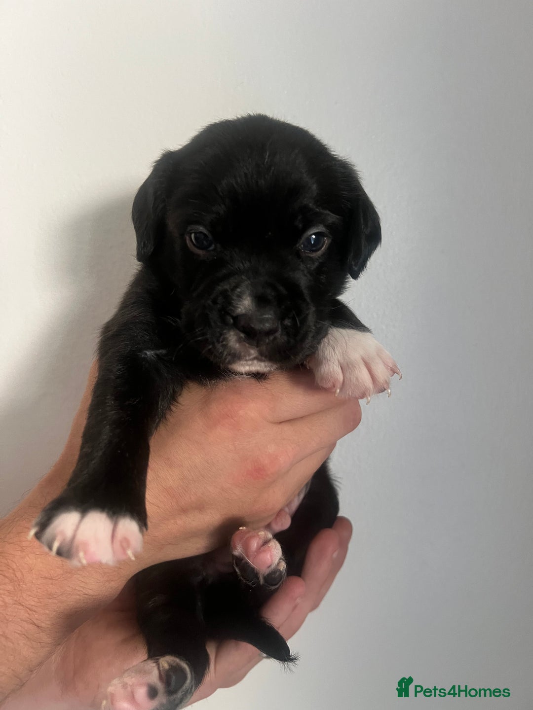Mixed Breed dogs for sale: 🏡 Staff x American Bulldog Puppies  - Image 21