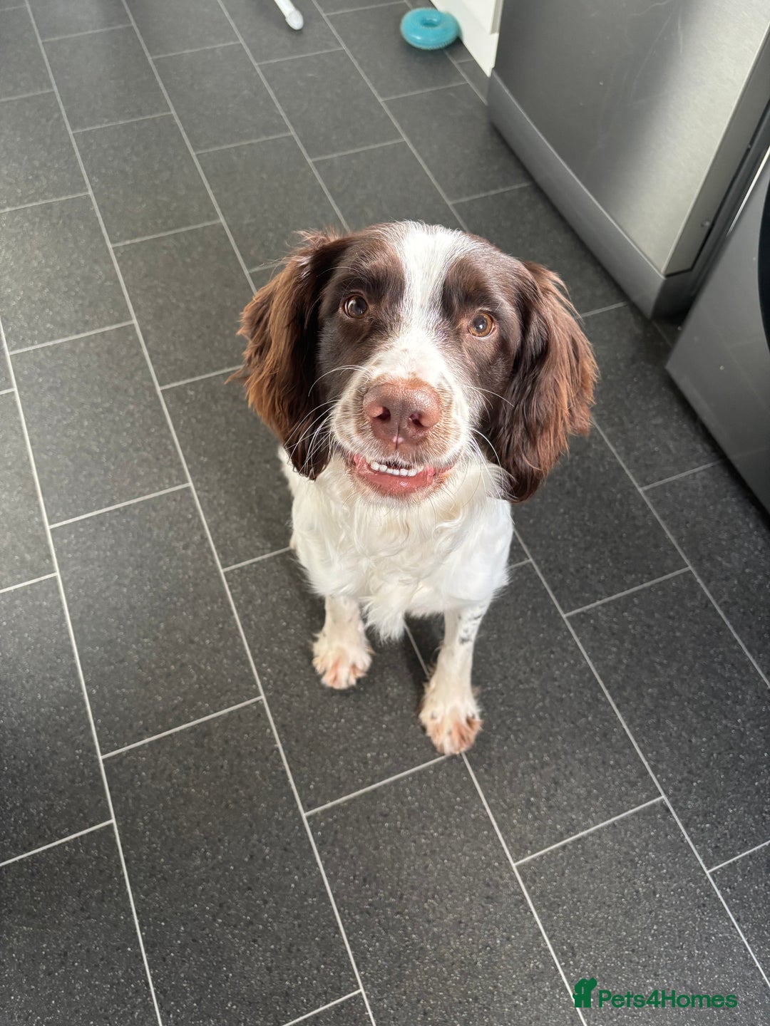 English Springer Spaniel dogs for stud: English Springer Spaniel for *STUD* - Image 2