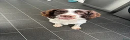 English Springer Spaniel dogs for stud: English Springer Spaniel for *STUD* - Advert 5